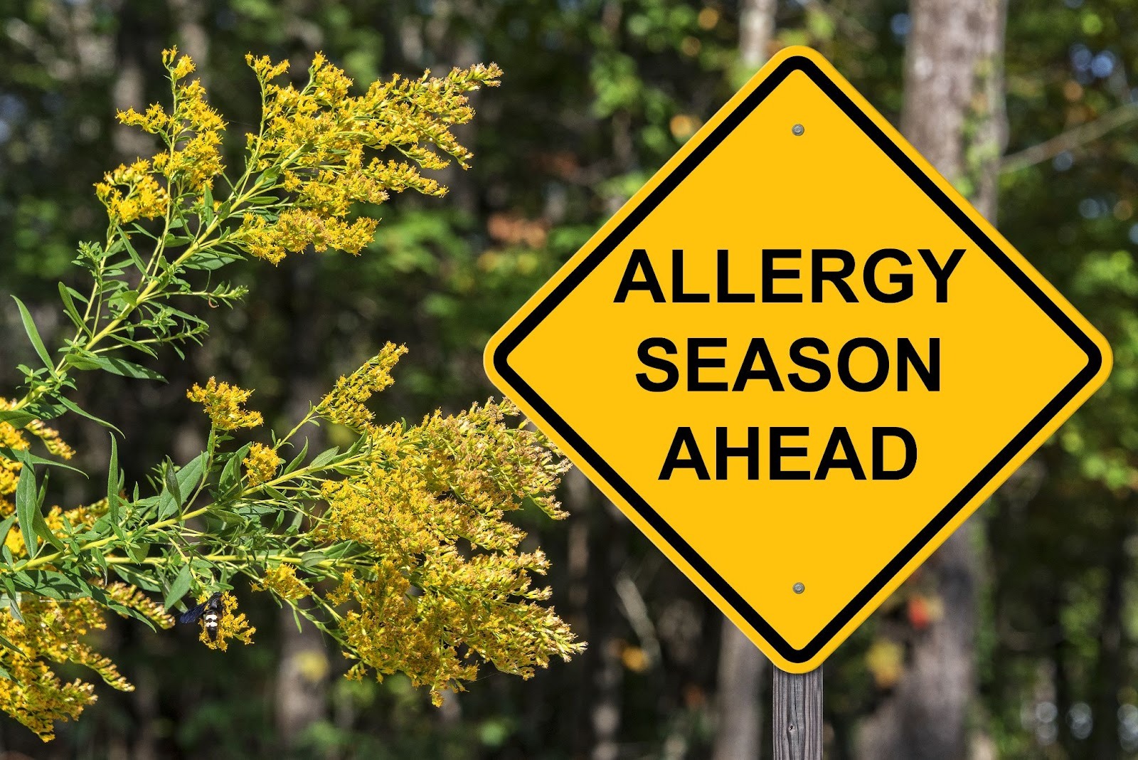 A sign that says "allergy season ahead" surrounded by flowers