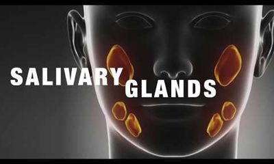 Salivary Glands
