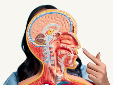 What Is a Deviated Septum?