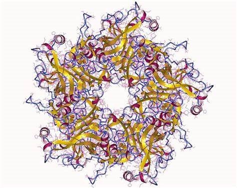 Molecular Model of Human Papilloma Virus (HPV)