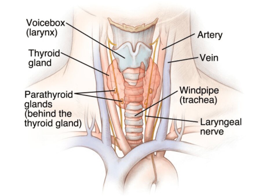 thyroid-surgery
