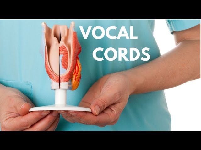 Vocal Cords & Aging with Dr. Neil Prufer | ENT and Allergy Associates